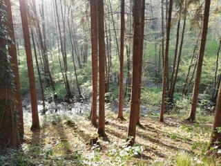 Cottage Couvin Umgebung 30