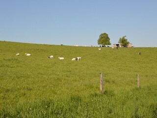 Vakantiehuis Doische Omgeving 34