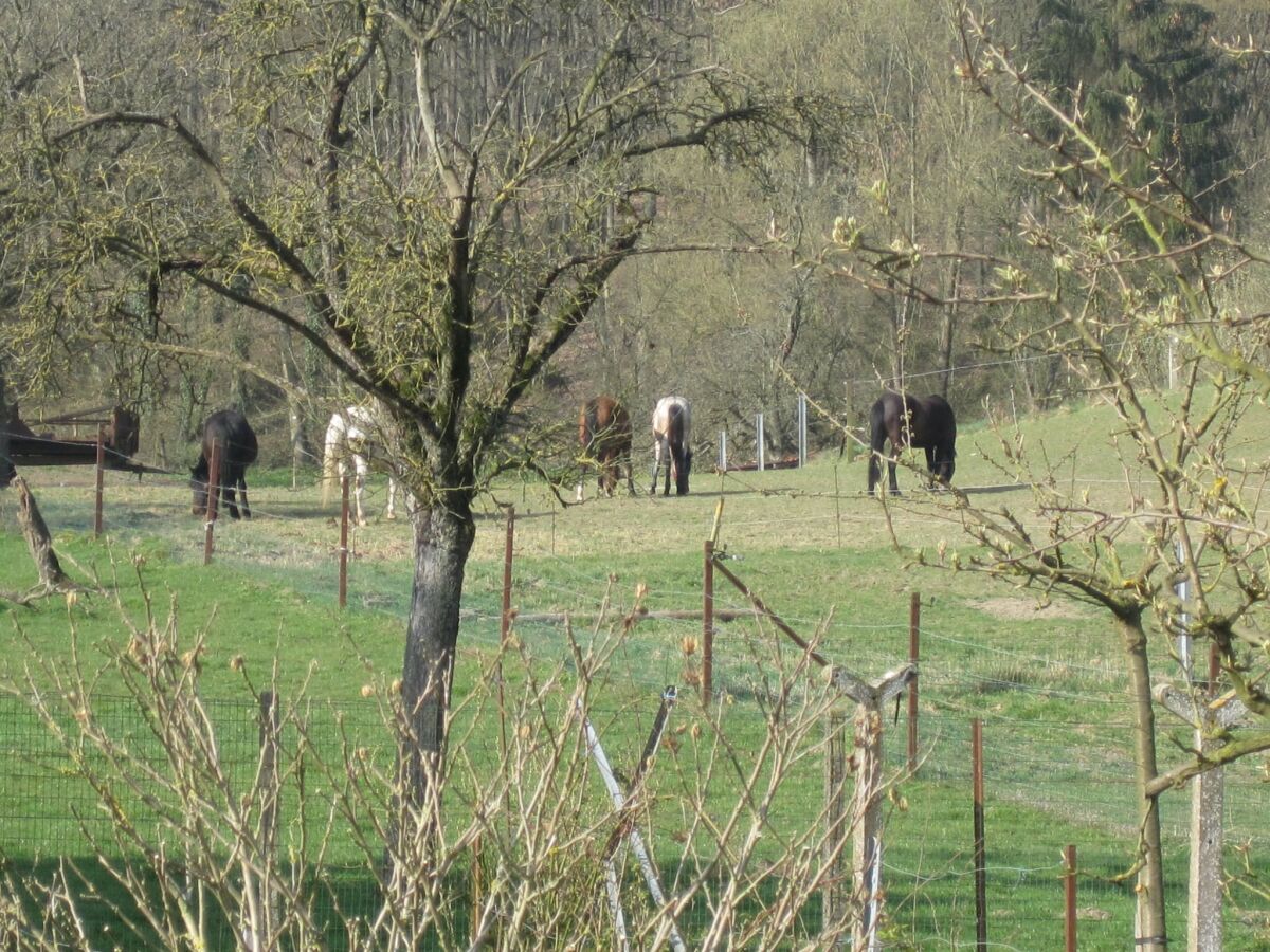 Cottage Doische Außenaufnahme 12