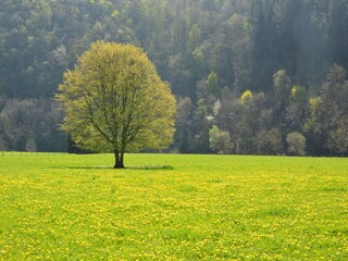 Maison de vacances Houffalize Environnement 29