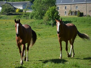 Vakantiehuis Houffalize Omgeving 31