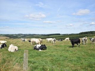 Ferienhaus Houffalize Umgebung 16