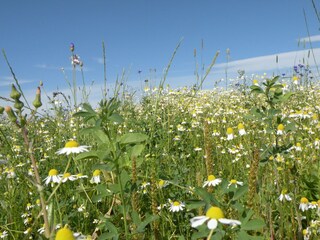 Maison de vacances Houffalize Environnement 25