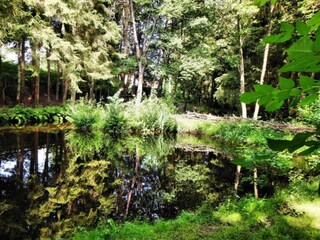 Maison de vacances Houffalize Environnement 22