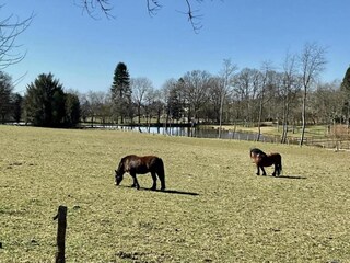 Appartement Houffalize Omgeving 33