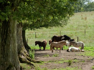 Maison de vacances Houffalize Environnement 30