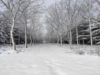 Maison de vacances Vielsalm Environnement 39