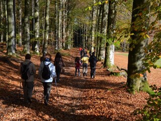 Vakantiehuis Vielsalm Omgeving 33