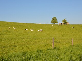 Castillo Tenneville Entorno 36