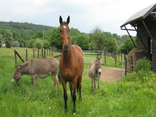 Vakantiehuis Vielsalm Omgeving 38