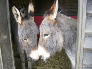 Maison de vacances Vielsalm Environnement 37
