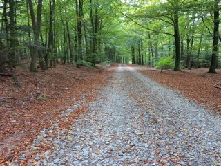 Vakantiehuisje Vielsalm Omgeving 32