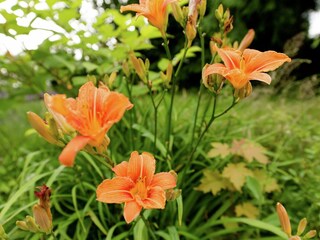 Vakantiehuis Vielsalm  30