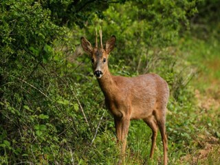 Vakantiehuisje Herbeumont Omgeving 33