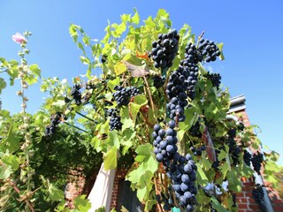 Fattoria Daverdisse  38