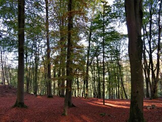 Bauernhof Daverdisse Umgebung 35