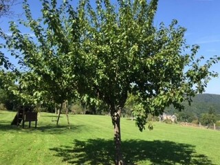 Villa Daverdisse Outdoor Recording 12