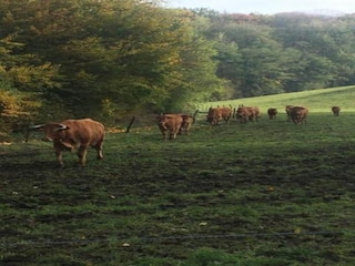 Holiday house Durbuy Environment 21