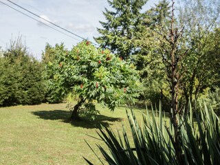 Villa Barvaux-sur-Ourthe Buitenaudio-opname 9