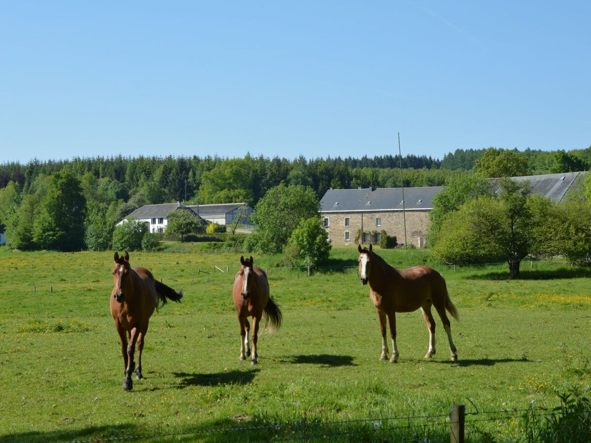 Ferienhaus Nassogne Umgebung 38