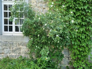 Ferienhaus Nassogne Außenaufnahme 13