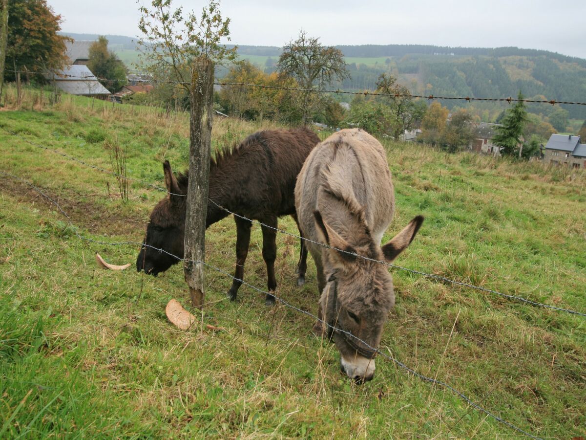 Bauernhof Lierneux Umgebung 22