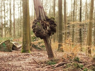 Bauernhof Tenneville Umgebung 34