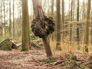 Fattoria Tenneville Ambiente 33