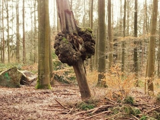 Chalet La Roche-en-Ardenne Environnement 23