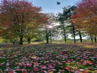 Chalet La Roche-en-Ardenne Ambiente 28