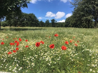 Ferienhaus Kemmel Umgebung 23