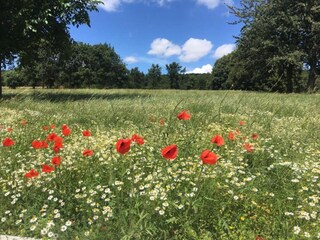 Casa de vacaciones Kemmel Entorno 34