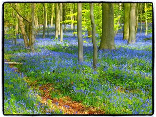 Ferienhaus Ellezelles Umgebung 27