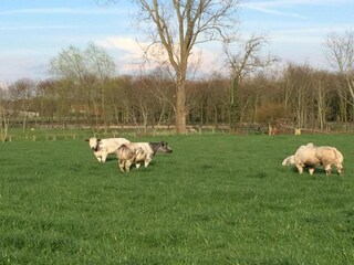 Maison de vacances Zedelgem Environnement 24