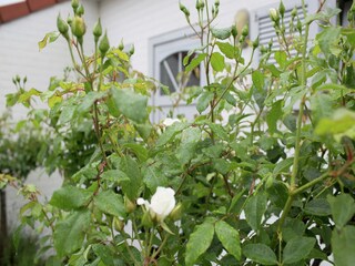 Ferienhaus Bredene Außenaufnahme 14