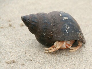 Maison de vacances Bredene Environnement 28