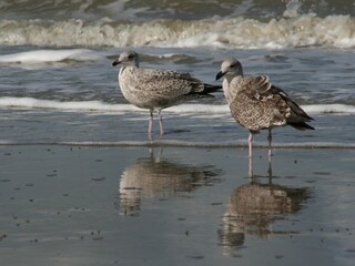 Vakantiehuis Bredene Omgeving 38