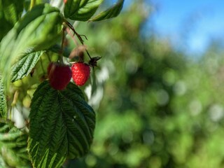 Farmhouse Poperinge  38