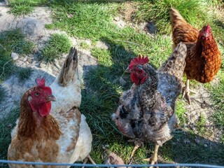 Boerderij Poperinge  33
