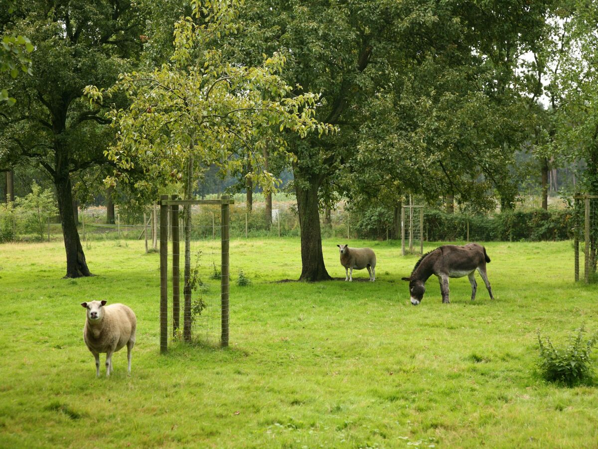 Ferienhaus Beernem Umgebung 30