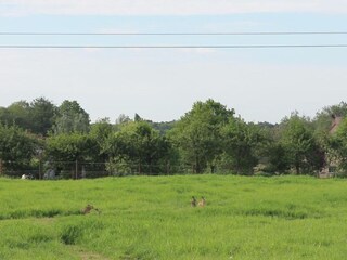 Vakantiehuis Zele Omgeving 24