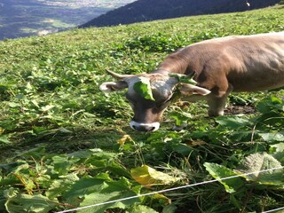 Appartamento Filet Ambiente 17