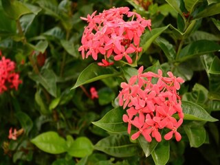 Villa Jan Thiel Environment 38