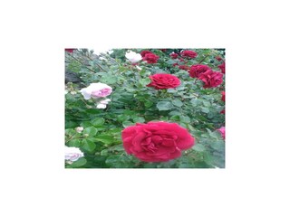 Appartamento Lichtenhain  20