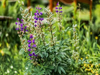 Vakantiehuis Morgenröthe-Rautenkranz  36