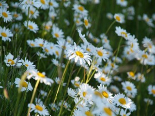 Maison de vacances Wangels & Weißenhäuser Strand Enregistrement extérieur 2