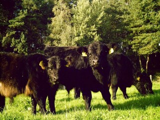 Type de propriété : Ferme Langlingen Environnement 14