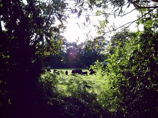 Boerderij Langlingen Buitenaudio-opname 4