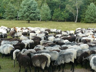 Maison de vacances Wietzendorf Environnement 19