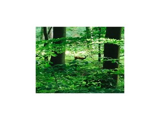 Holiday house Ottenstein Environment 30